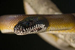Images Dated 2nd June 2010: D'Alberts Python, Liasis albertisi, Native