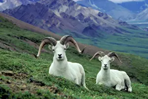 Sheep Prints: Dall sheep rams Denali National Park, Alaska, USA MS57