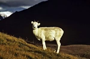 Images Dated 20th August 2011: Dall's Sheep - female