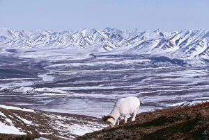 Images Dated 2nd May 2008: Dall's Sheep - mature ram feeding. Allaska Range Mtns