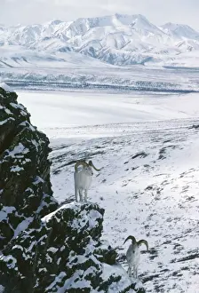 Rams Prints: Dall's Sheep - mature rams. Alaska Range Mountains. April