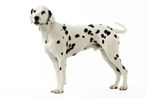 Dalmatian