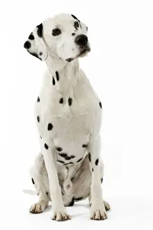 Dalmatian
