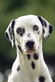 Images Dated 20th June 2004: Dalmatian - close-up of head