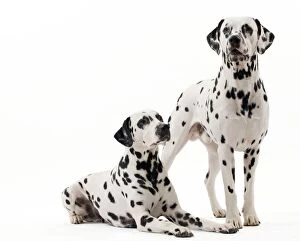 Images Dated 22nd October 2011: Dalmatian Dog