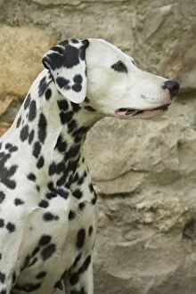 Dalmatian Dog