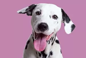 Smiling Gallery: Dalmatian Dog