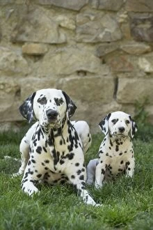 Dalmatian Dog adult and young