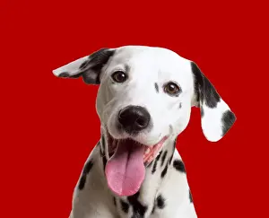 Dalmatian Dog Digital Mainpulation: Red background
