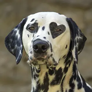 Manipulated Prints: Dalmatian Dog with heart shaped spot over eye