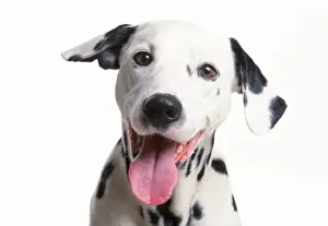 Laughing Prints: Dalmatian Dog - laughing