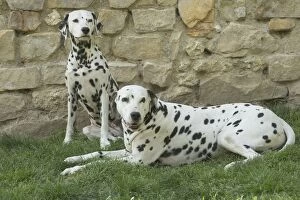 Dalmatian Dog male and femal pair