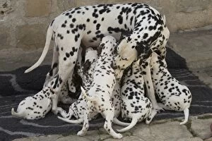 Dalmatian Dog mother with young feeding