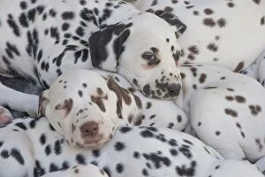 Dalmatian Dog puppies