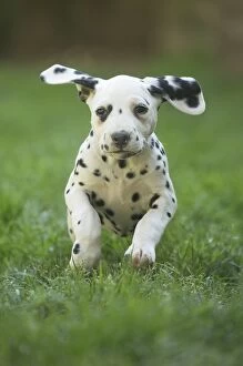 Dalmatian Dog puppy