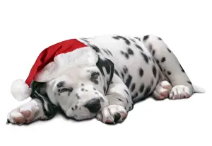 Dalmatians Prints: Dalmatian Dog - Puppy asleep, wearng Christmas hat