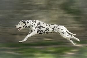 Dalmatian Dog running