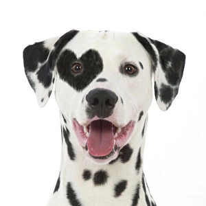 Dalmatian dog with tongue out & heart shaped spot patch over eye