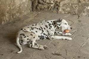 Dalmatian Dog with toy ball