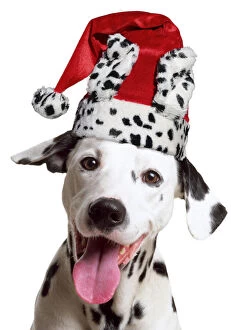 Dalmatian Dog, wearing dalmatian Christmas hat
