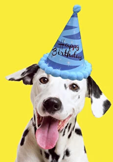 Dalmatian Dog wearing Happy Birthday party hat Date: 08-06-2015