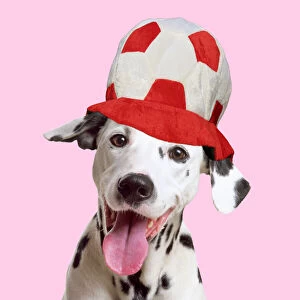 Dalmatian Dog wearing red and white football hat Date: 08-06-2015