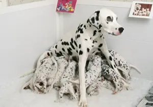 Bitch Prints: Dalmatian Dog whelping Mother with puppies