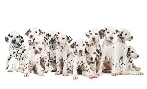 Images Dated 17th November 2009: Dalmatian Dogs