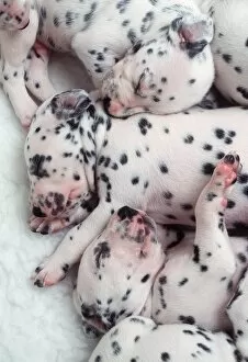Sleeping Gallery: DALMATIAN DOGS - puppys close-up of litter sleeping