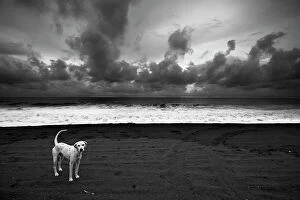 Seascape Collection: Dalmatian. Monterico Beach - Pacific Ocean - Guatemala. Black & White