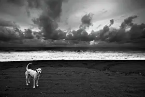 Seascapes Prints: Dalmatian. Monterico Beach - Pacific Ocean - Guatemala. Black & White