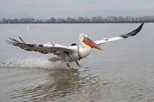 Images Dated 8th March 2013: Dalmatian Pelican