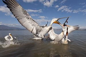 Images Dated 10th March 2013: Dalmatian Pelican