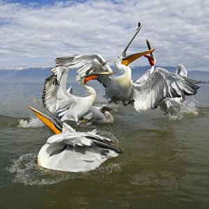 Images Dated 10th March 2013: Dalmatian Pelican