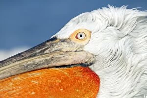 Dalmatian Pelican - close up showing head detail