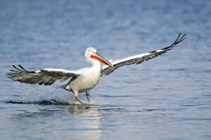 Dalmatian Pelican - coming in to land on lake