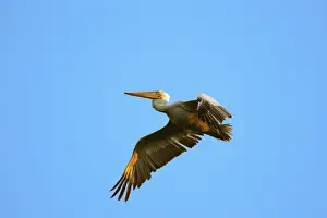 Dalmatian Pelican - in flight. Dombes - Ain - France