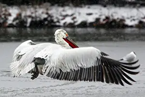 Dalmatian Pelican - in flight in front of sun. Dombes - Ain - France