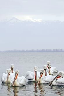 Images Dated 28th January 2012: Dalmatian Pelican - gathering on lake