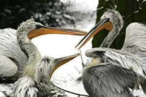 Images Dated 22nd February 2005: Dalmatian Pelican - group in the snow. captive. Dombes - Ain - France