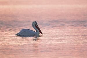 Images Dated 28th January 2012: Dalmatian Pelican - silhouetted at Sunrise