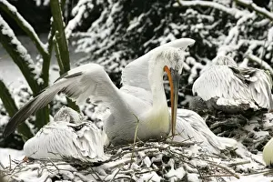 Dalmatian Pelican - in the snow. captive. Dombes - Ain - France