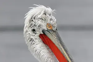 Dalmatian Pelican - in the snow. captive. Dombes - Ain - France