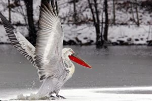 Images Dated 21st February 2005: Dalmatian Pelican - in the snow. captive. Dombes - Ain - France