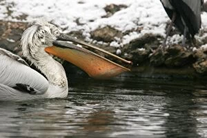 Images Dated 22nd February 2005: Dalmatian Pelican - in water. captive. Dombes - Ain - France
