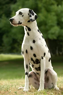 Dalmatian - sitting