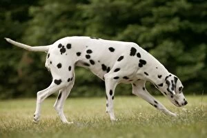Images Dated 20th June 2004: Dalmatian - sniffing