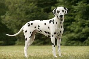 Dalmatian - standing, side view
