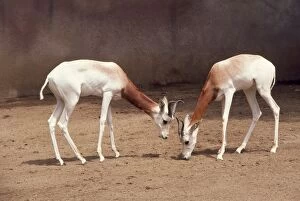 Dama / Addra / Red-shouldered / ReD-necked Gazelle - endangered, male & female