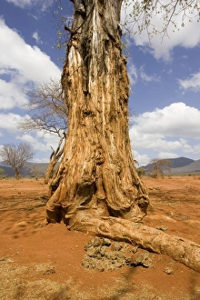 MAB-153 Damage to baobab by elephant Ngulia Black Rhino Sanctuary in Kenyas Tsavo West National Park. Ngulia is a protected stronghold for the highly endangered Black or Hook-lipped rhinoceros which is now a CITES Appendix 1 listed species. From the original three rhinos captured from the Tsavo West area, a further three, then 15 more were introduced from the Nairobi National Park population. Now covering an area of 67 kms protected by a solar powered electric fence, numbers have increased to over 70 individuals (March 2006). Around 5 new calves are born every year. Unfortunately numbers of elephant and buffalo are also increasing in the sanctuary and are beginning to threaten availability of water and also damaging the vegetation. Mark Boulton Please note that prints are for personal display purposes only and may not be reproduced in any way. : Images Dated 22nd February 2006: Damage to baobab by elephant in the Ngulia Black Rhino Sanctuary in Kenya's Tsavo West National Park